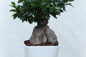Bonsai Ginseng